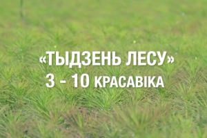 Минлесхоз отметит авторов самых креативных фото и видео, сделанных в ходе «Недели леса»