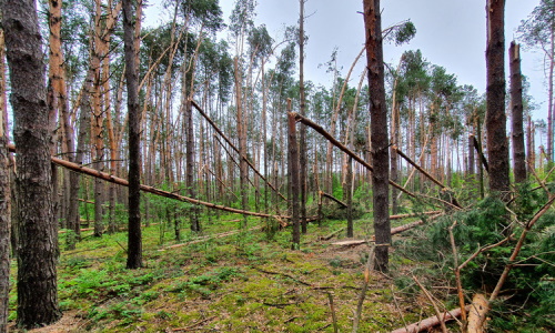 Разработка буреломов