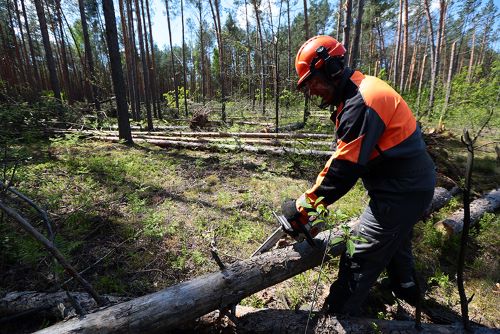 Продлены сроки разработки ветровально-буреломных насаждений по сплошным санитарным рубкам до 1 сентября